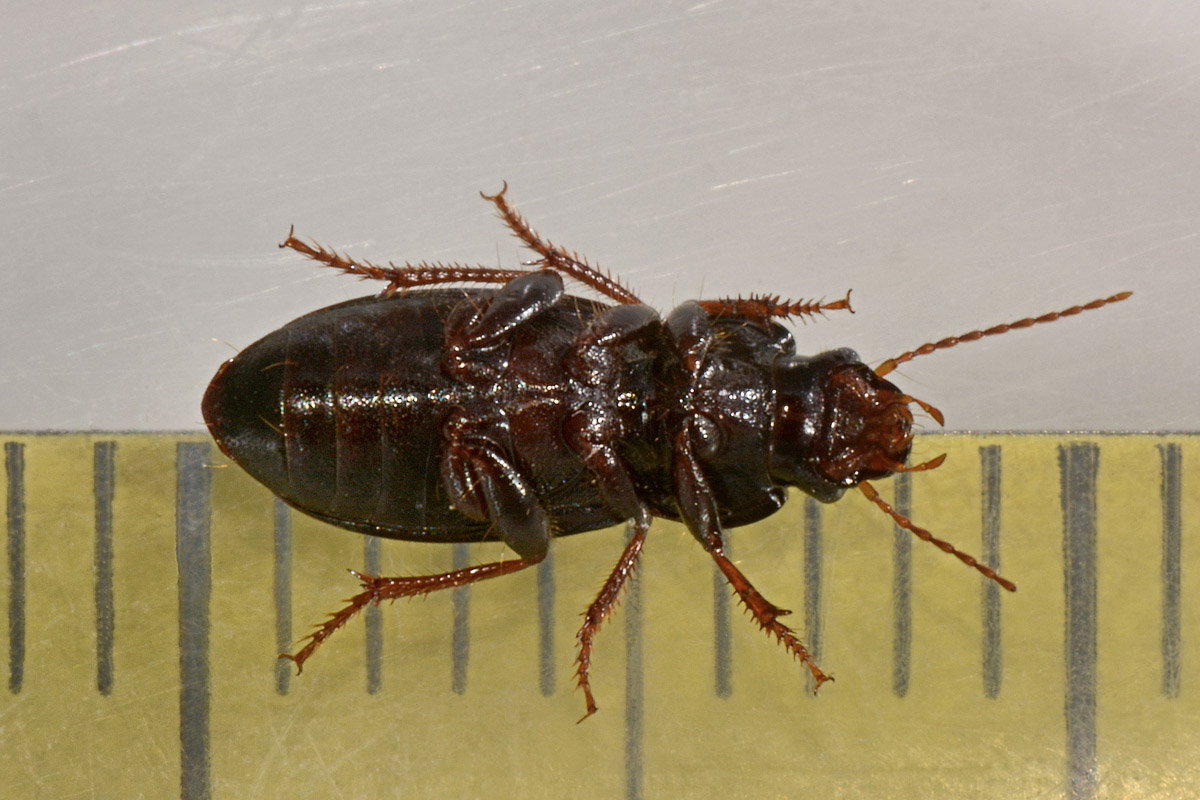Carabidae:  Ophonus azureus? no, O. cribricollis